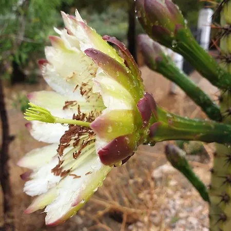Finca Las Rocas - Rocasita *