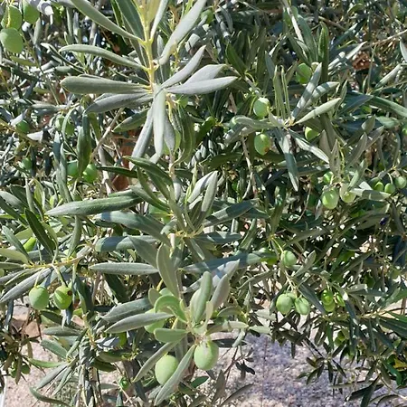 Finca Las Rocas - Rocasita