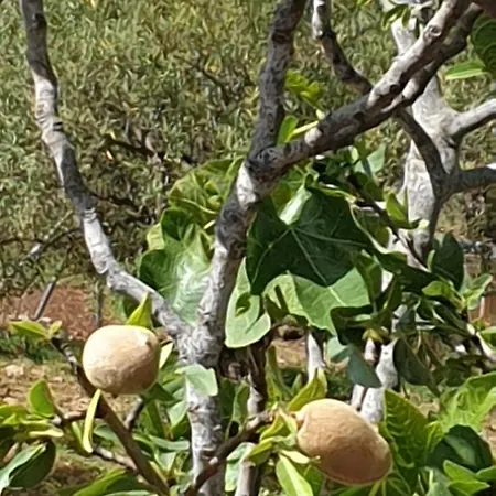 Finca Las Rocas - Rocasita *