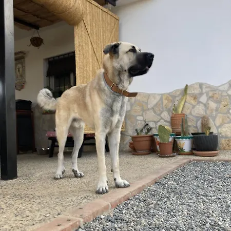 Finca Las Rocas - Rocasita Alora
